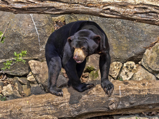 Malayan sun bear, Helarctos malayanus, climbs the trunk