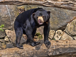 Malayan sun bear, Helarctos malayanus, has enormous claws on its front legs