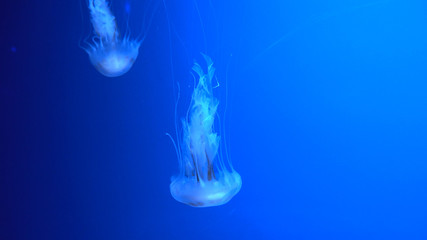 Beautiful jellyfish moving through the water neon lights