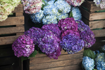 Pots with beautiful blooming pink and purple hydrangea flowers for sale outside flower shop. Garden...