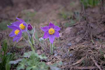 early spring season. hello spring. beautiful purple anemone flower (Anémone pátens, Pulsatilla vulgaris) on meadow. close up, soft focus.