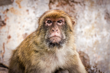 Portrait of a friendly macaque, Rock of Gibraltar