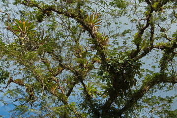 Epiphyte plants on a tree at La Ceiba Trail in Parque Nacional Volcan Arenal in Costa Rica