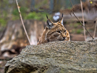 Obraz premium The Scandinavian lynx, Lynx lynx lynx, peeks behind the trunk