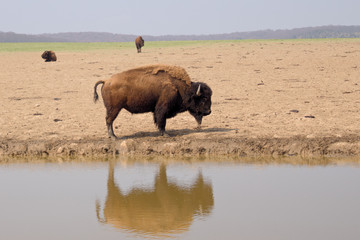 Bison an Wasserloch