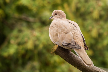 synogorlica turecka © marko658