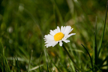 G&auml;nsebl&uuml;mchen