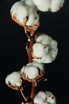 A branch of beautiful soft cotton flowers on a dark background, isolated, closeup.