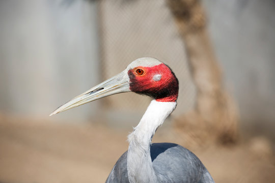 Sarus crane. This is the largest representative of the family of cranes. Plumage is bluish-grey. The head and part of the neck is covered with red skin. Lives in the South of Asia — mainly in India, a