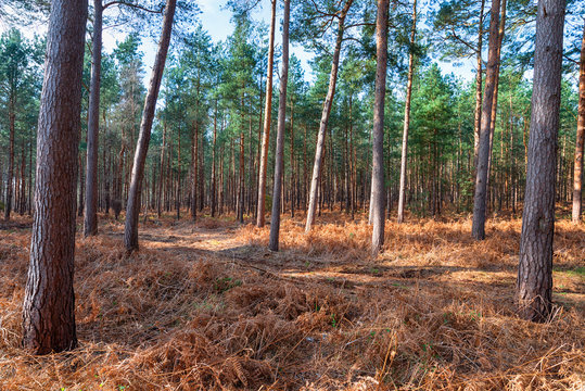 Tunstall Forest In Suffolk