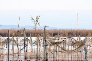 reeds on the lake