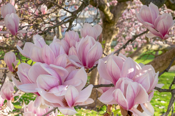 Magnolia x soulangeana im Küchengarten Gera in voller Blüte