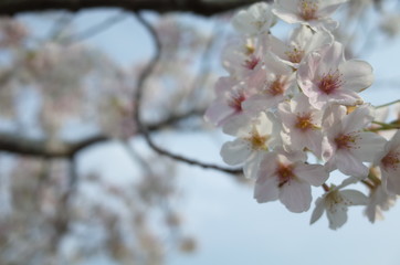 桜