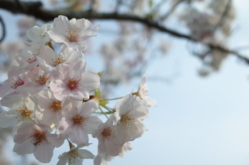 Obraz premium 桜