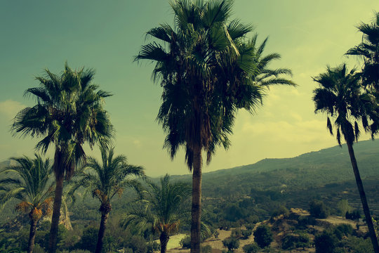 palm trees against a blue sky on a sunny afternoon