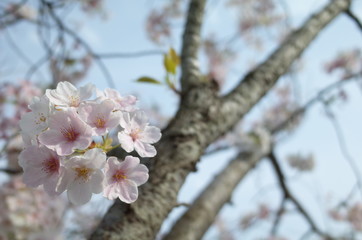 桜