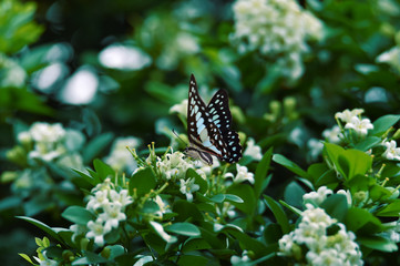 Obraz na płótnie Canvas white black blue butterflies perch on white flowers and fresh green leave
