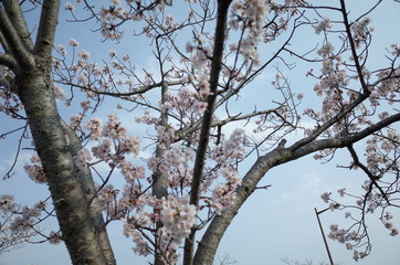 桜