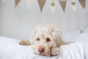 Hund mit Wimpelkette hübscher Mischling 