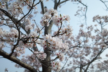 桜
