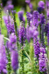 Obraz premium Purple flowers on the field