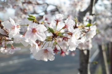 Obraz premium 桜