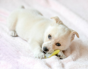 A young mixed-breed puppy dog on a pink blanket chewing a plastic clothes peg.