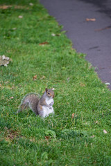 Squirrel in the grass