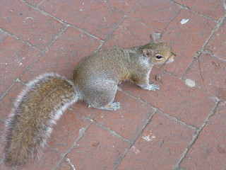 Eichhörnchen