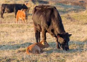 Angus Cattle grazing in evening sunlight.