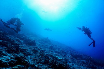 Diving the Maldives