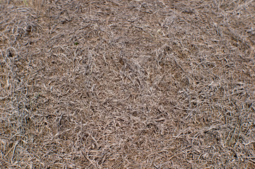 Natural background of dried grass brown. Organic texture