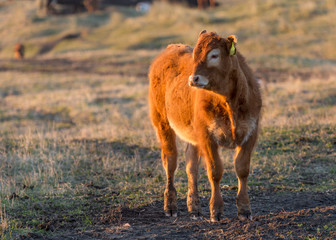 Fototapeta na wymiar Angus Cattle grazing in evening sunlight