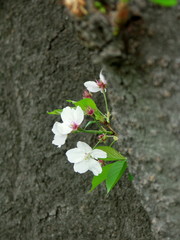 幹に咲く桜の花と若葉