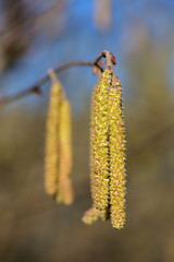 Haselnuss Fruchtstand