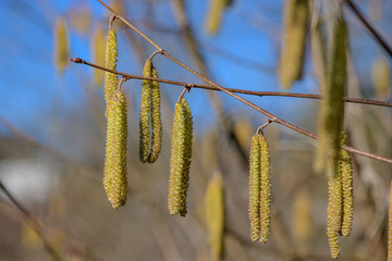 Haselblüten vor blauem Himmel, Blüten vom Haselnuß vor blauem Himmel, Blühender Haselnussstrauch, Haselnußstrauch blühend, Hasel Blühend