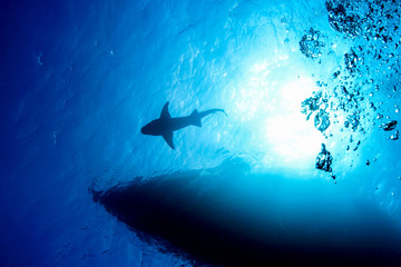 Diving the Maldives