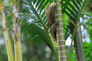 Squirrel in the hong kong park 2010