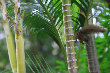 Squirrel in the hong kong park 2010 © alan