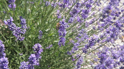 Lavendel mit Biene 