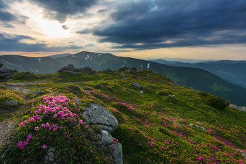 Landscape with mountain slopes of Ukrainian carp, covered with blossoming flowers of rhododendron