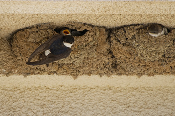 Hirondelles de fenêtre à Ponte Lecchia (2B Corse) © Patrick
