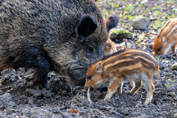 Familie Wildschwein