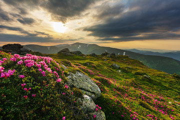 Landscape with mountain slopes of Ukrainian carp, covered with blossoming flowers of rhododendron