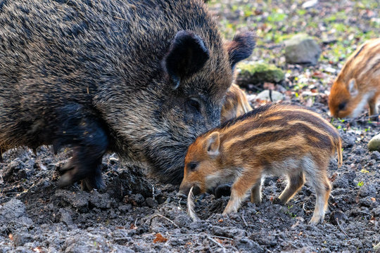 Familie Wildschwein