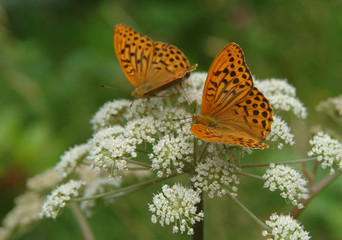 Obraz premium Butterflies