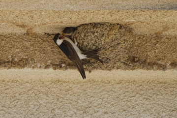 Hirondelles de fenêtre à Ponte Lecchia (2B Corse) © Patrick