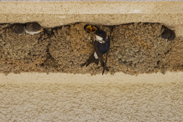 Hirondelles de fenêtre à Ponte Lecchia (2B Corse) © Patrick