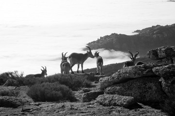 Flock of wild goats on foggy background