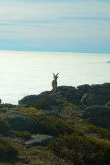 Wild goat on foggy background
